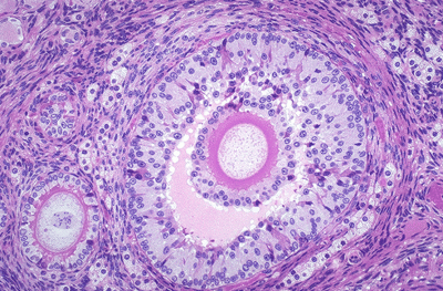 The Beauty of Histology – Diary of a Caribbean Med Student